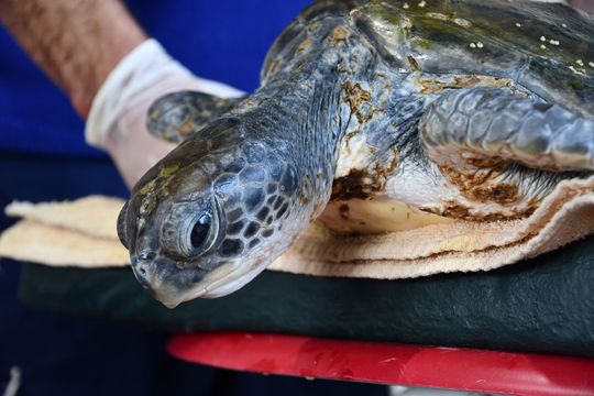 tras sufrir un grave cuadro de hipotermia, una tortuga verde pudo volver al mar: mira el video