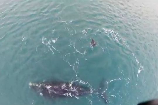 ballena y lobo marino: un encuentro sorprendente en claromeco