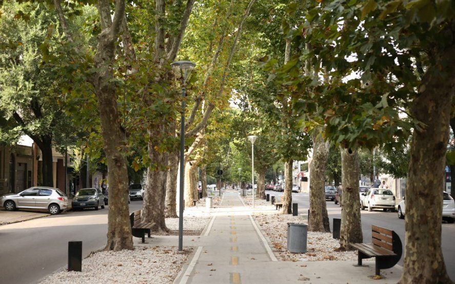 Un tesoro de todos: guía verde para conocer la riqueza arbórea de La Plata