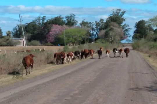 Al menos 30 vacas y seis caballos fueron recuperados en Virrey del Pino