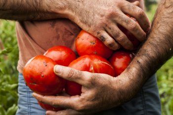 greenpeace contra los tomates mutantes: un hilo de twitter esclarecedor