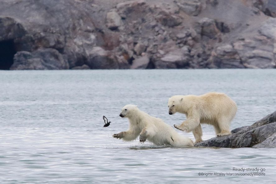 11 ideas de Fino señores  fotografías divertidas de animales