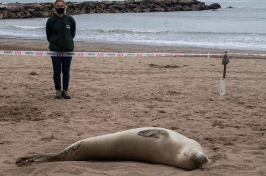 Mar del Plata: Encontraron una foca de la Antártida en la playa