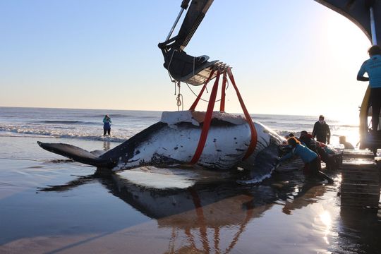 Las dos ballenas fueron rescatadas con la ayuda de una retroexcavadora