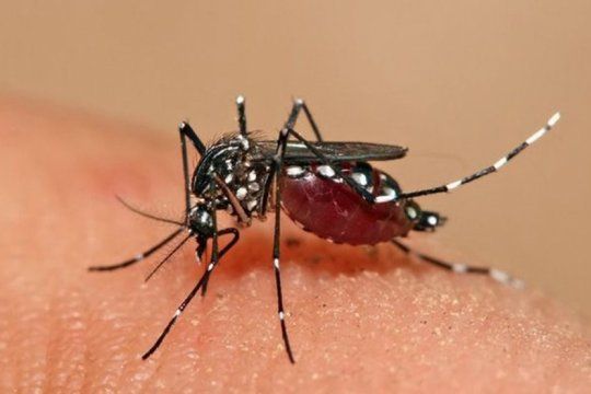 dengue en argentina: confirmaron el mayor registro de casos en la historia