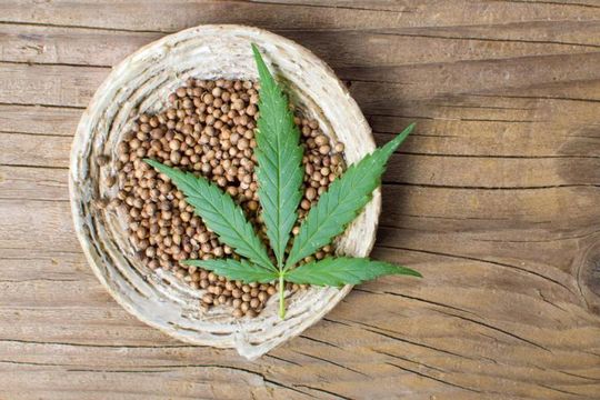 incorporaron semillas, harina y aceite de cannabis al codigo alimentario argentino 