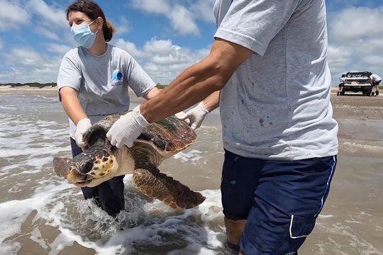 tres tortugas rescatadas en redes de pesca fueron devueltas al mar