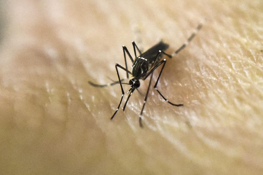 Los mosquitos pueden transmitir enfermedades como el dengue, el zika y el chikungunya