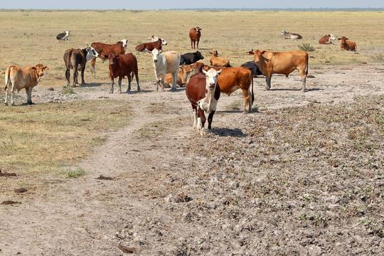Sequía: productores pueden cargar información para acceder al auxilio