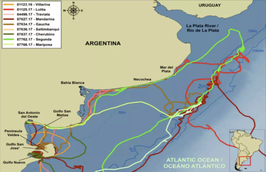 Así se mueven las ballenas por el Mar Argentino. El Golfo San Matías, un estuario para la cría.