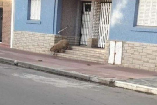 los animales invaden las ciudades en cuarentena: mira las imagenes del carpincho que recorrio necochea