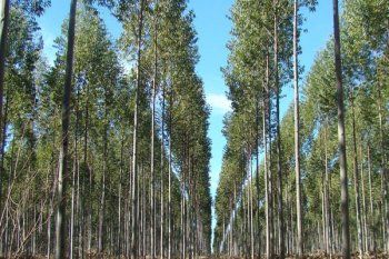 La Provincia impulsa el desarrollo forestal