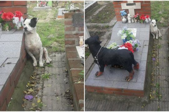 amigo fiel: mira la imagen del perro que no se separa de la tumba de su dueno en un cementerio de boulogne