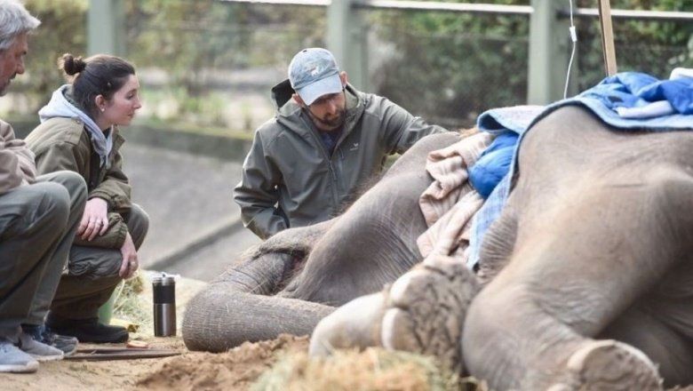 50 años de encierro: “Más allá de la enfermedad en las patas, Pelusa vivió el promedio que vive un elefante”