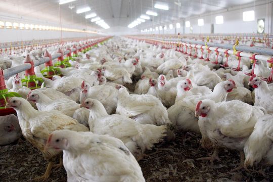 El Municipio alerta y despliega operativos para prevenir la gripe aviar: cuáles son los síntomas y cuidados