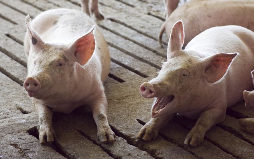 Conocé las recomendaciones del Senasa para evitar la pseudorrabia en la población porcina. 