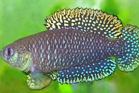 Se trata del  Argolebias adrianae, un pez que vive en ambientes acuáticos efímeros. La descubrieron en Misiones, muy cerca de las Cataratas del Iguazú.