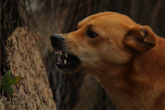 La rabia se transmite principalmente por perros y gatos en Argentina