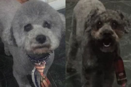 el perro viral que come turron y la anecdota en la peluqueria canina en lanus