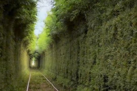 un paseo por el magico tunel de arboles de canuelas en vias del tren roca