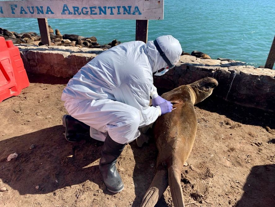Senasa confirmed new cases of bird flu among sea lions off the coast of Buenos Aires.