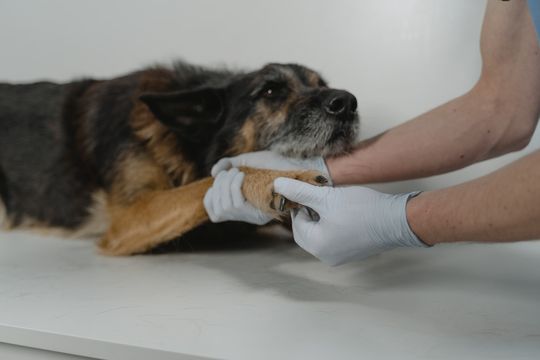La petición pide que haya guardias veterinarias de lunes a lunes en Saladillo