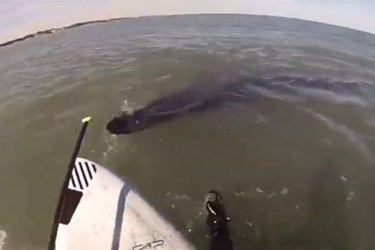 ballenas en monte hermoso: asi sorprendieron a un joven que las filmaba desde el kayak