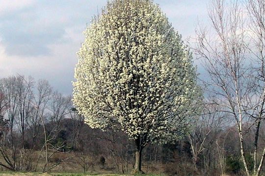 El peral de flor (Pyrus calleryana) causante del olor a semen en el Bosque de La Plata 