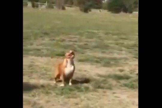 ?existen dos clases de perros?: el video viral que muestra las notables reacciones caninas ante un mismo estimulo