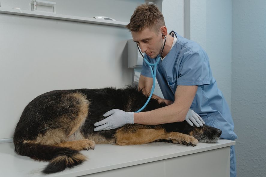 Los perros pueden sufrir ciertas patolog&iacute;as muy comunes, aunque hay muchas enfermedades raras que tambi&eacute;n pueden padecer y es importante que las conozcamos.&nbsp;