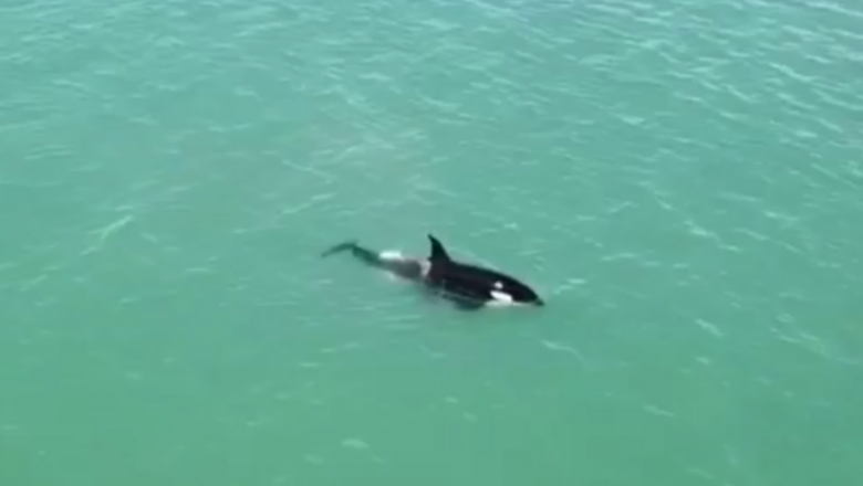 Espectáculo natural en la costa: un turista filmó el paso de un grupo de orcas por Monte Hermoso