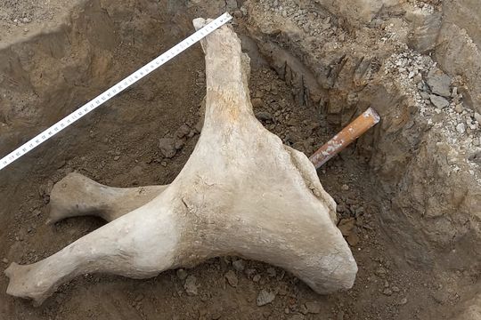 Inveestigadores encontraron restos de la pelvis de un perezoso gigante