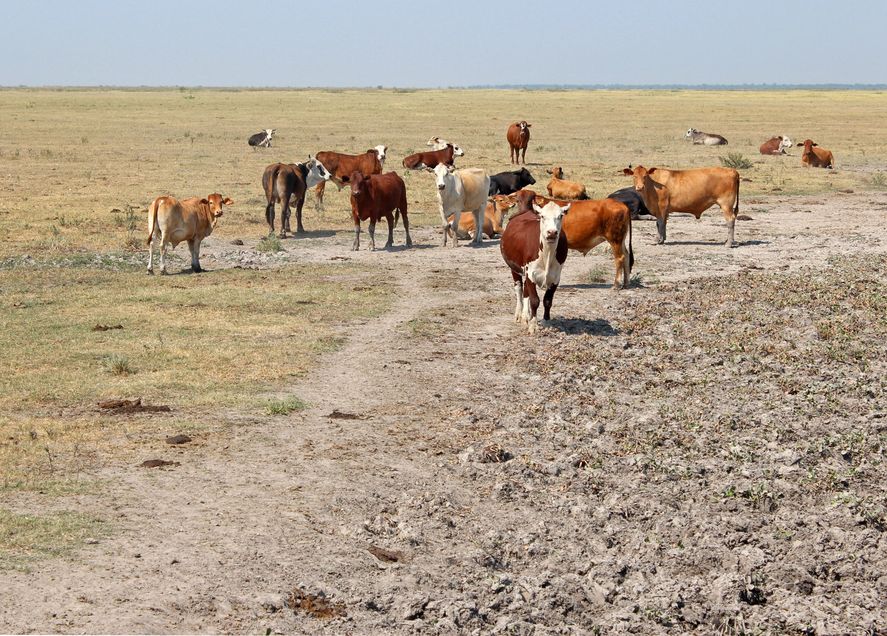 El campo sigue acusando el golpe de la sequía