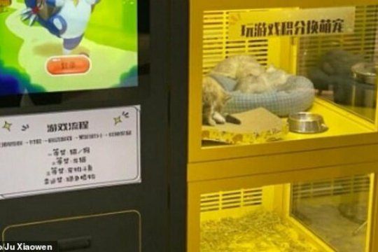 El video que muestra perros y gatos encerrados en una máquina expendedora se viralizó en todo el mundo (Mail Online)