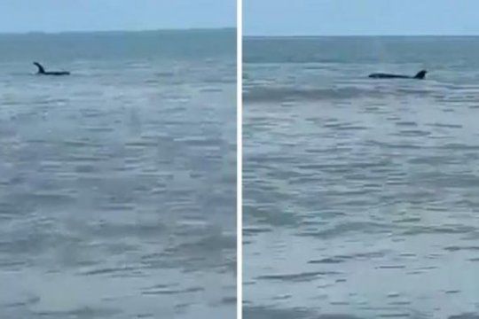 sorpresa en las playas de monte hermoso: aparecio una orca a pocos metros de la orilla