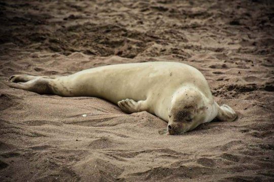  edit deletephotoLa foca cangrejera aparecida en Mar del Plata fue golpeada por desconocidos (Foto: Fauna Argentina)