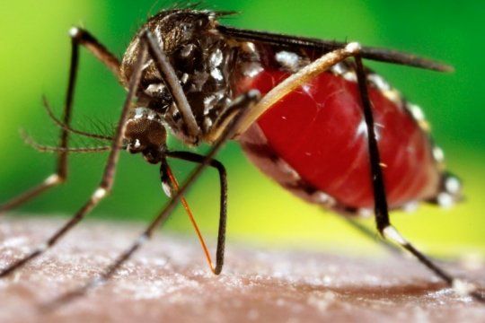 emiten un alerta sanitario por dengue y advierten que aumenta el riesgo de fiebre amarilla