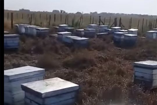 Encuentran cien colmenas muertas en un campo de Rauch y apuntan contra el uso de agroquímicos