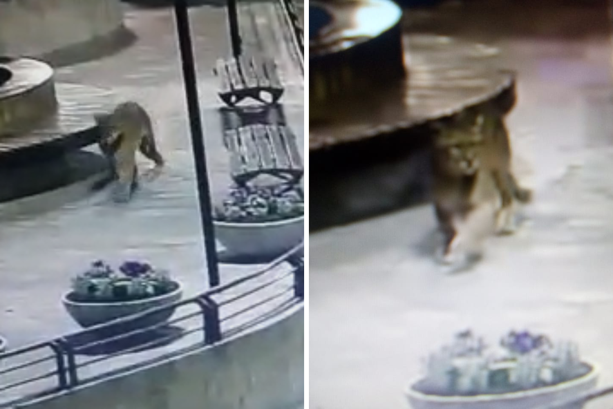 Alerta en Villa Gesell por pumas sueltos: mirá los videos