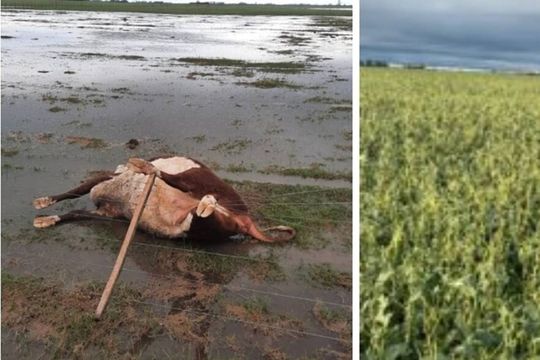Temporal: 35 mil hectáreas con cultivos y pasturas arruinadas en 9 de Julio