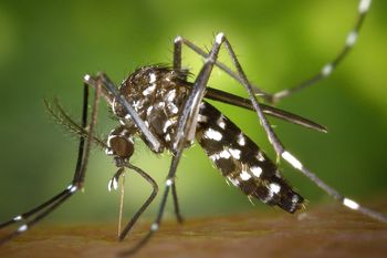 dengue: ¿las bajas temperaturas matan al mosquito?