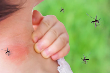 Se pica: El Gobierno culpó al kirchnerismo por la invasión de mosquitos