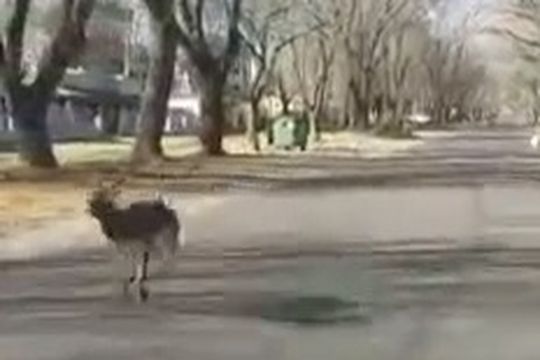 rumiantes bonaerenses: ahora antilopes pasearon en la ciudad de pila