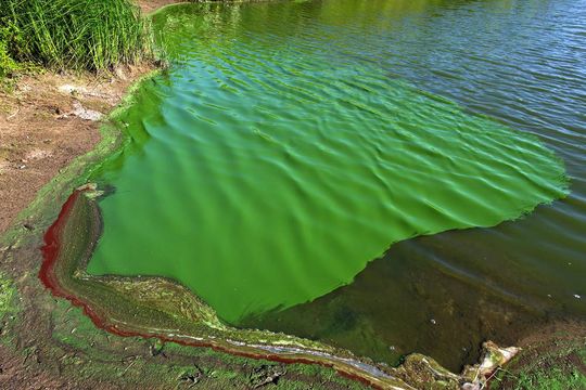 alerta roja por cianobacterias en varias lagunas bonaerenses