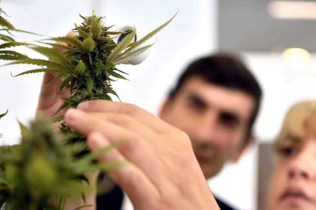 UNLP y cannabis: se aprobó que se plante con fines científicos