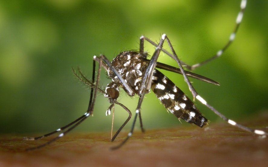 Advierten que la circulación de distintos tipos de dengue ayuda al desarrollo de cuadros graves