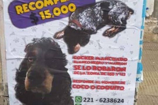 ?buscamos a coquito?, la campana de una familia que ofrece 15 mil pesos para encontrar a su perro
