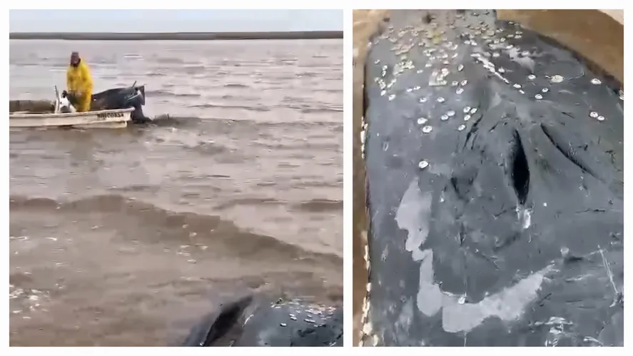 Hace más de 60 días una ballena jorobada adulta agoniza en las costas de Castelli. 