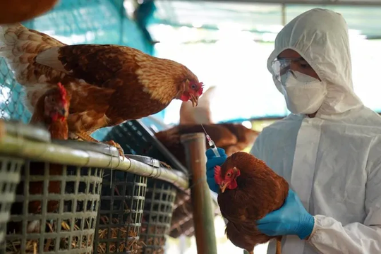 Casos de Gripe aviar en la provincia de Buenos Aires 