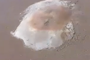Una medusa gigante asustó a vecinos de Monte Hermoso.